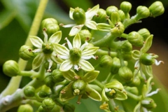 Flowers-of-White-sapote