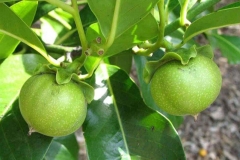 Immature-fruit-of-White-sapote