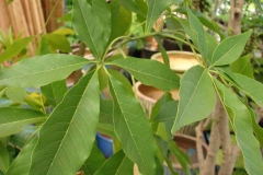Leaves-of-White-sapote