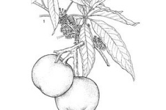 Plant-Illustration-of-White-sapote