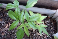 Sapling-of-White-sapote