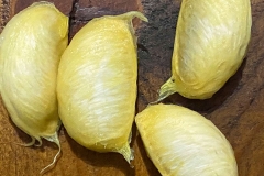 Seeds-of-White-sapote
