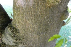 Trunk-of-White-sapote