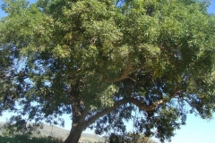 White-sapote-tree