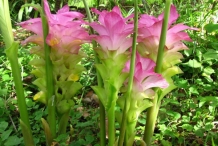 White-Turmeric--Beli-isiot