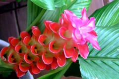 White-Turmeric--Zedoary