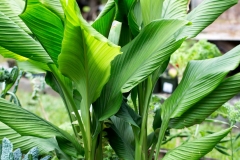 White-Turmeric--Gadwâr