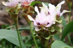 White-Turmeric---Krachura