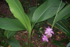 White-Turmeric--Setwall