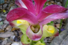 White-Turmeric--Zedoary-turmeric