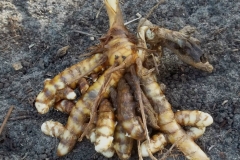 White-turmeric--Zedoarwortel