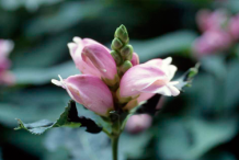 Different-varieties-of-White-Turtlehead