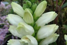 Flowering-buds-of-White-Turtlehead-plant