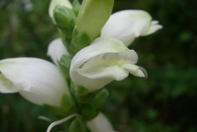 Flowers-of-White-Turtlehead