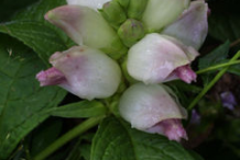 Inflorescence-of-White-Turtlehead-plant