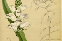 Plant-Illustration-of-White-Turtlehead-plant