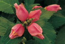 Red-Turtlehead