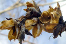 Seed-pods-of-White-Turtlehead-plant