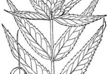 Sketch-of-White-Turtlehead-plant