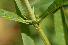 Stem-of-White-Turtlehead-plant