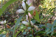 White-Turtlehead-Plant-growing-wild