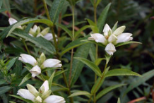White-Turtlehead-Plant