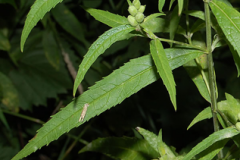 Leaves-of-White-Turtlehead-plant