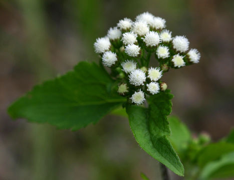 Flower-of-Whiteweed-plant