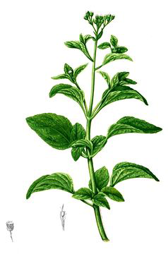 Plant-Illustration-of-Whiteweed