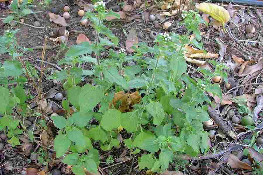Whiteweed-Plant-growing-wild