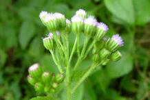 Buds-of-Whiteweed