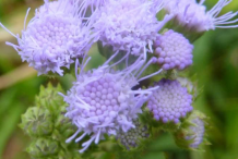 Closer-view-of-Whiteweed-flower