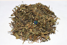 Dried-Whiteweed-plant