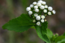 Flower-of-Whiteweed-plant