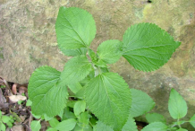 Leaves-of-Whiteweed