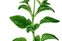 Plant-Illustration-of-Whiteweed