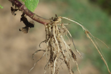 Roots-of-Whiteweed-plant