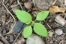 Small-Whiteweed-plant