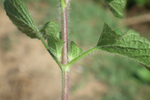 Stem-of-Whiteweed-plant