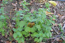 Whiteweed-Plant-growing-wild