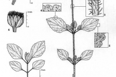 Sketch-of-Whiteweed-plant