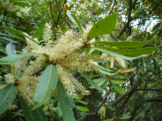 Flower-of-Wild-almond-plant
