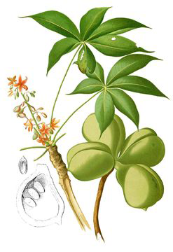 Plant-illustration-of-Wild-Almond