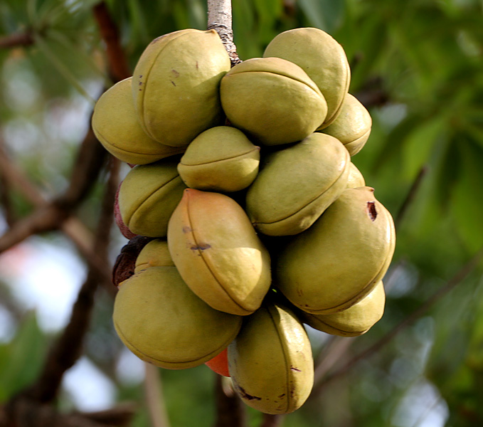 Unripe-Wild-Almond-fruit