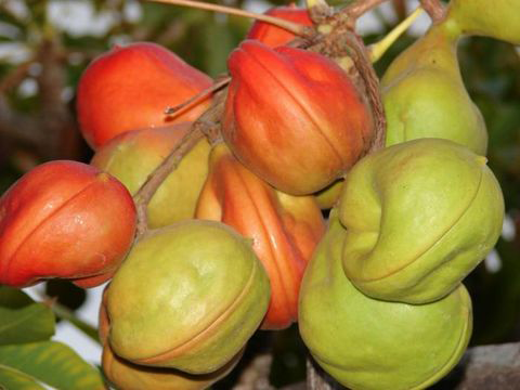 Wild-Almond-Fruits-on-the-tree