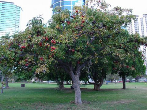 Wild-Almond-Tree