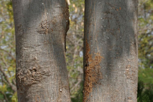 Bark-of-Wild-Almond