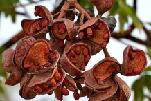 Dried-Wild-Almond-Fruit