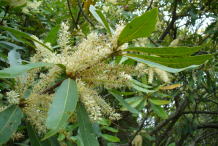 Flower-of-Wild-almond-plant