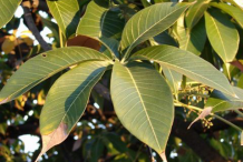 Leaves-of-Wild-Almond-plant